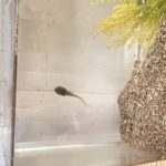 今週も始まりました^_^